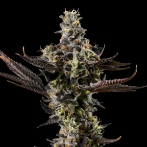 Cookies - Seeds - Gary Payton
