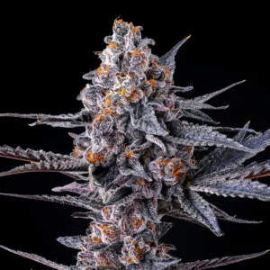 Cookies - Seeds - London Pound Cake