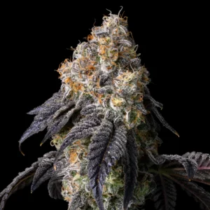 Cookies - Seeds - Laughing Gas