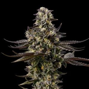 Cookies - Seeds - Gelatti