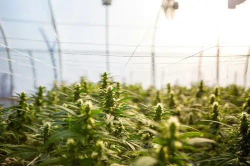 What is Hemp?