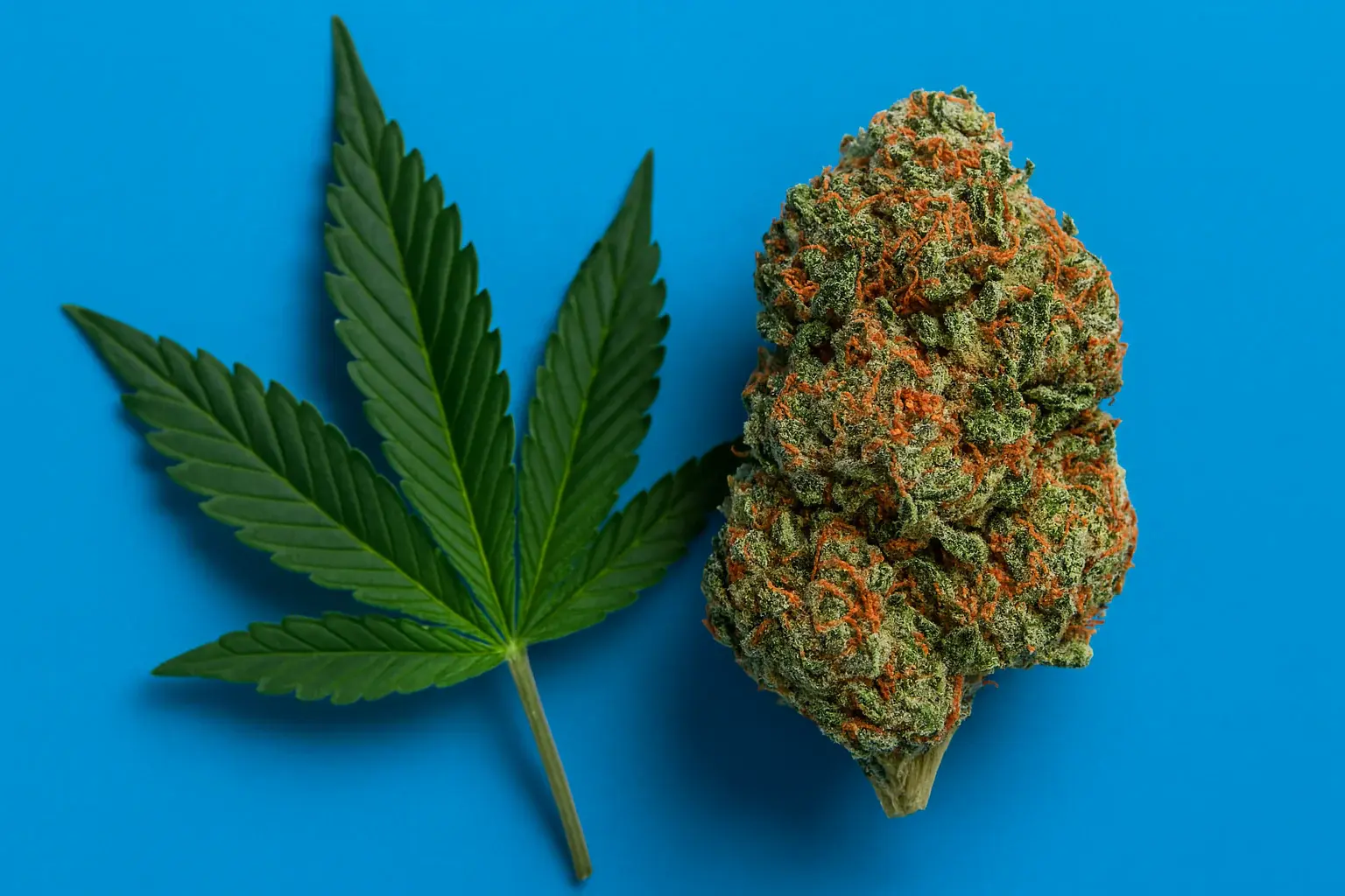 What Makes Premium CBD Different?